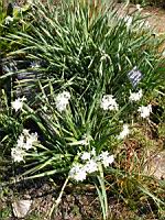 Narcissus Papyraceus (ss-esp Papyraceus) (fam Amaryllidacees) (Europe meridionale) (01) (Photo F. Mrugala)